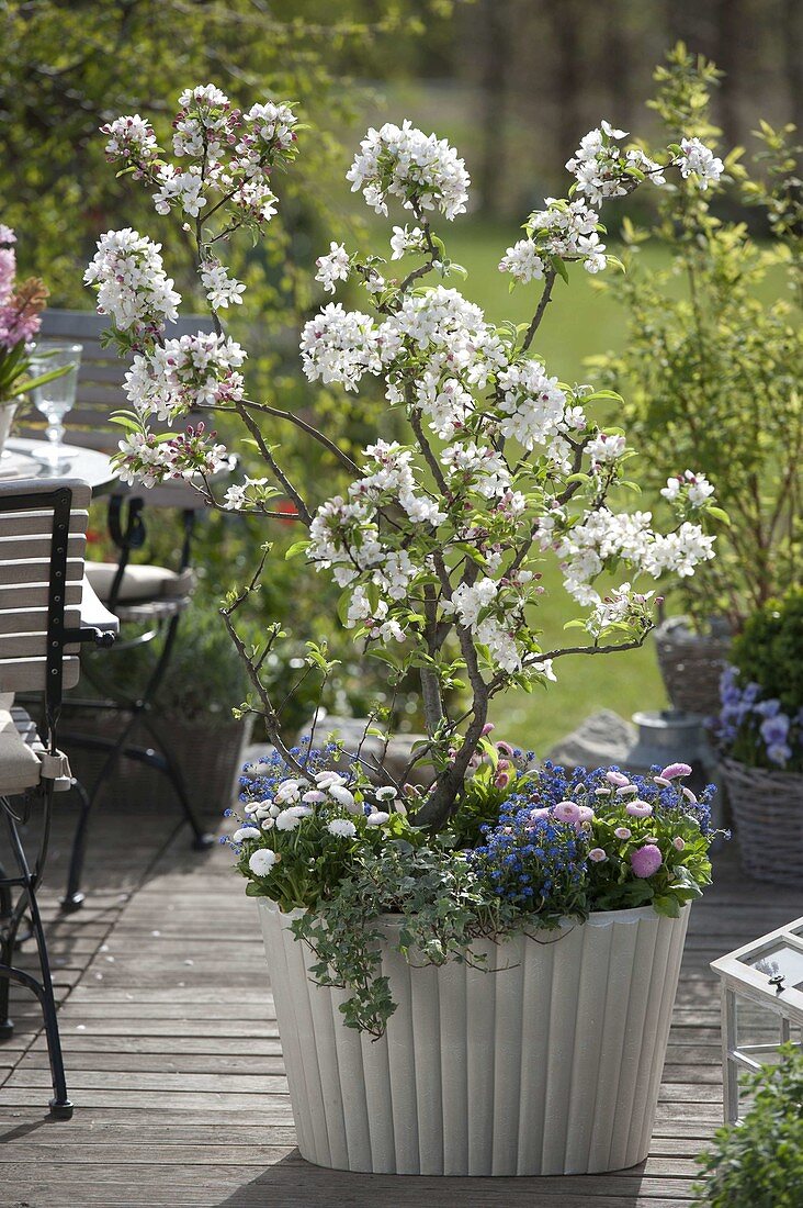 Malus 'Pom Zai' (ornamental apple), underplanted with Bellis