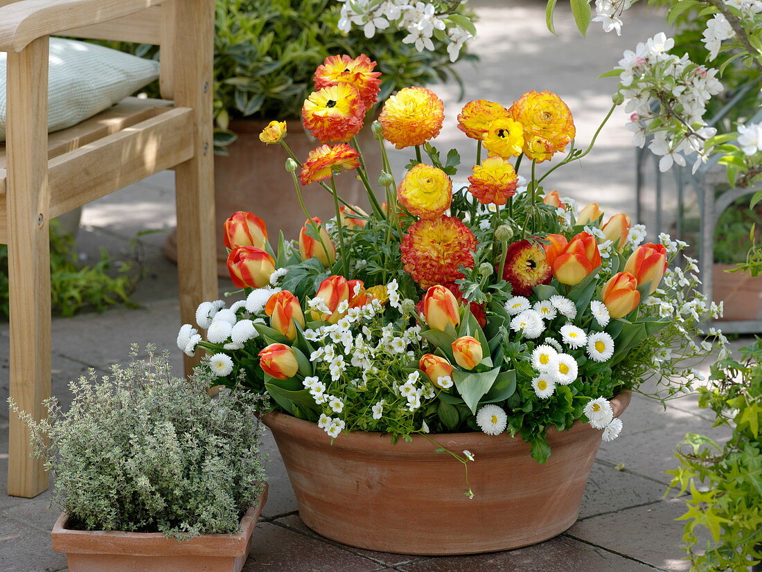 Terracotta dish with Ranunculus (ranunculus), Bellis (daisy)