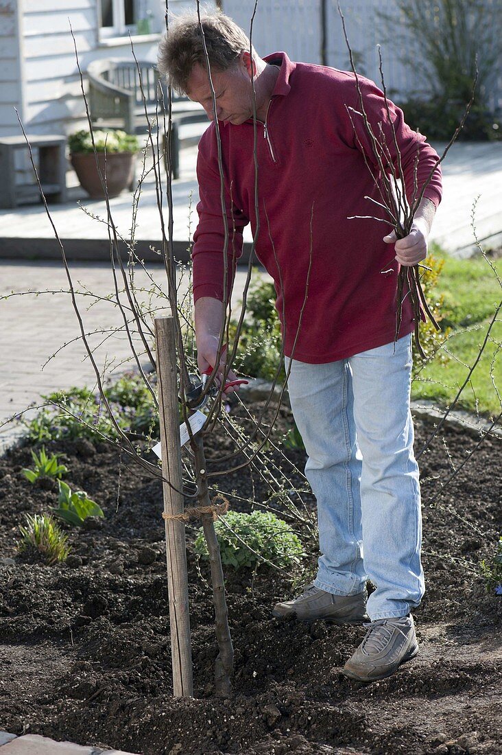 Quittenbaum ins Beet pflanzen (12/15)