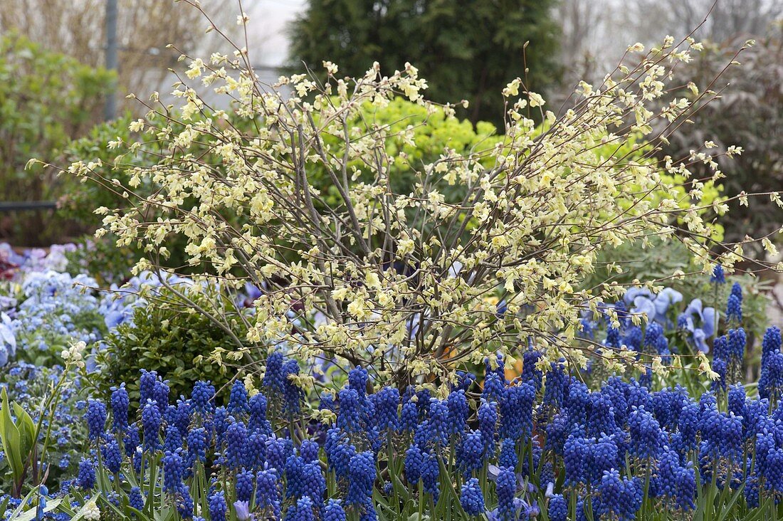 Corylopsis pauciflora (Scheinhasel), Muscari (Traubenhyazinthen)