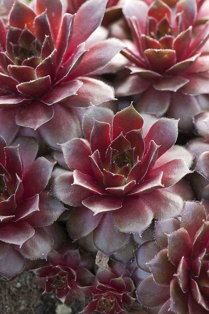 Sempervivum Hybride 'Firebird' (Hauswurz, Dachwurz)