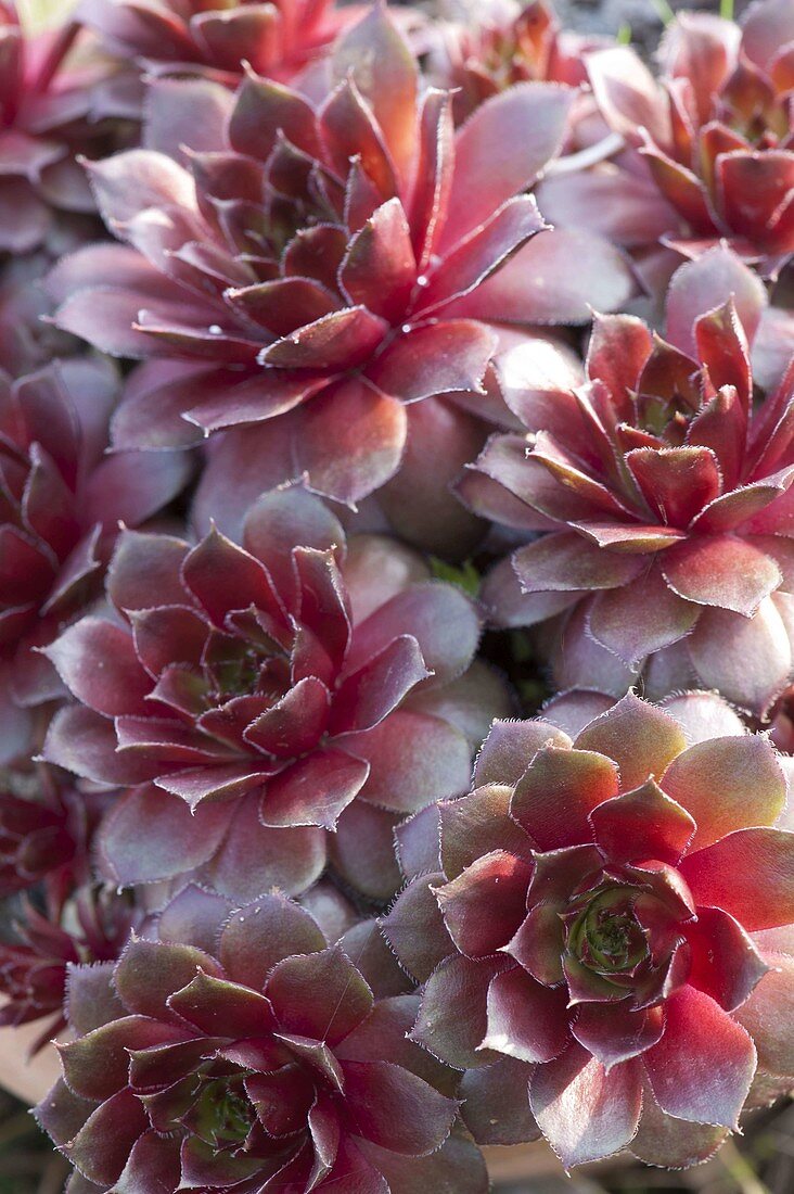 Sempervivum Hybride 'Firebird' (houseleek, roofleek)