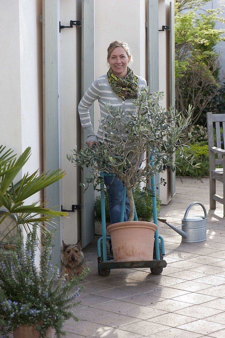 Woman drives Olea europaea (Olive) on the terrace with a handcart