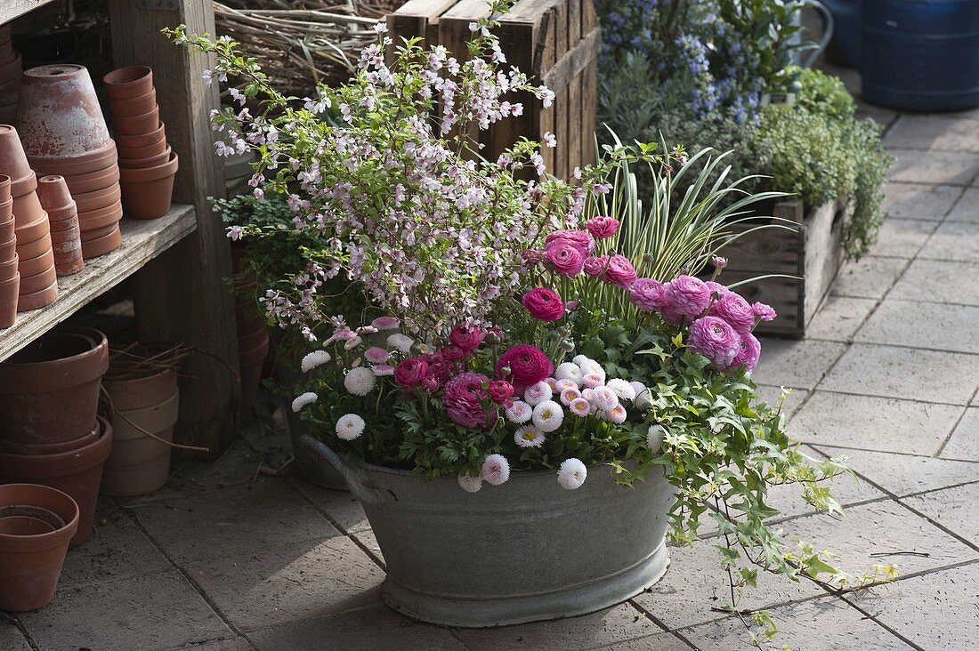 Zinc tub with Ranunculus (ranunculus), Prunus incisa (ornamental cherry)