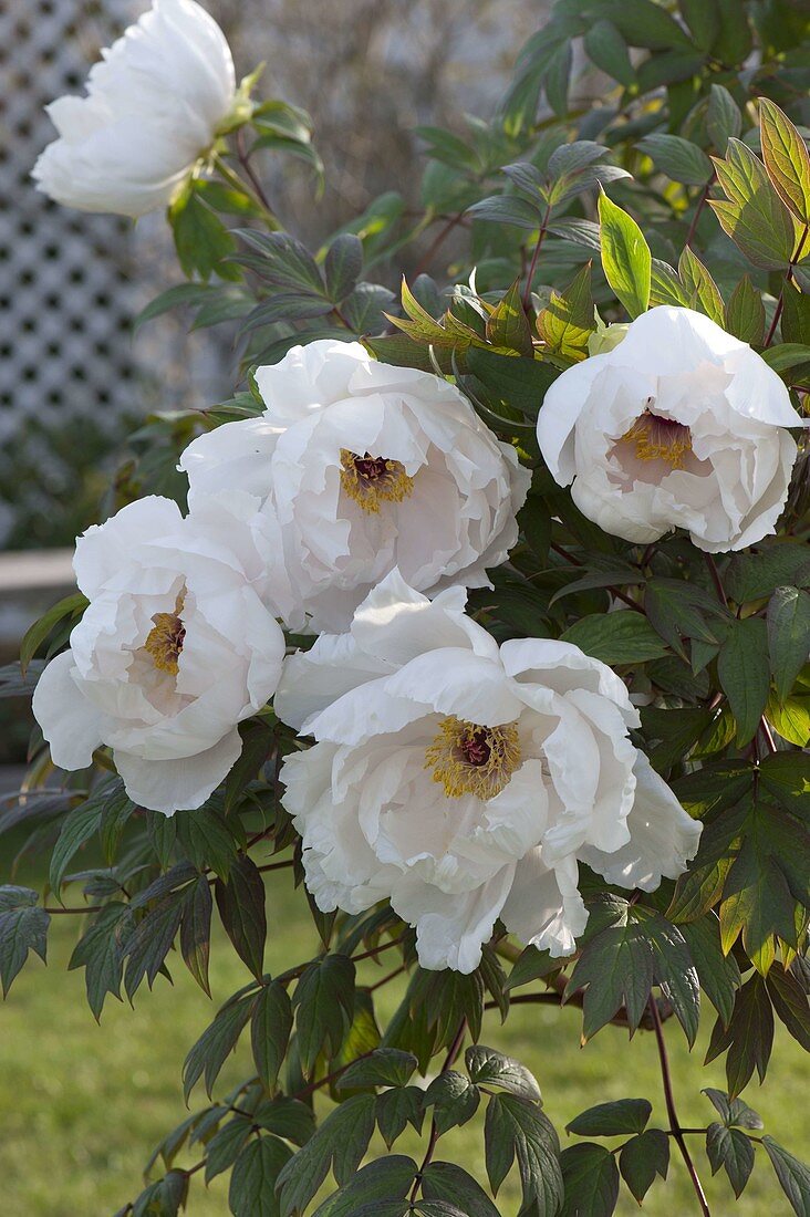 Paeonia suffruticosa 'Sahohime' syn 'Princess Saho' (Strauchpfingstrose)