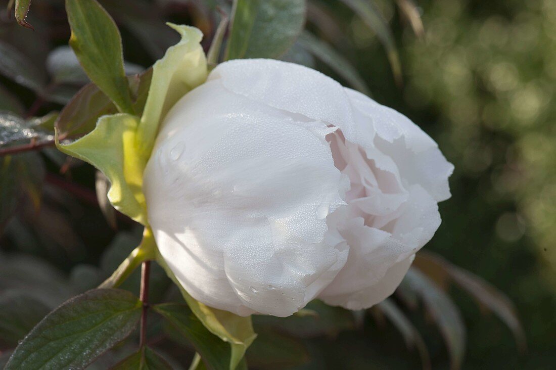 Paeonia suffruticosa 'Sahohime' syn 'Princess Saho' (shrub peony)