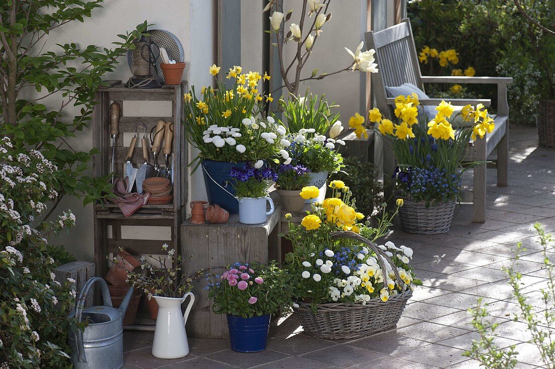 Spring terrace with Magnolia denudata 'Golden Dream'