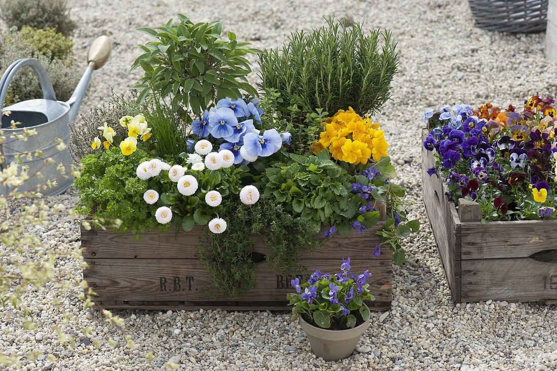 Herbs and edible flowers