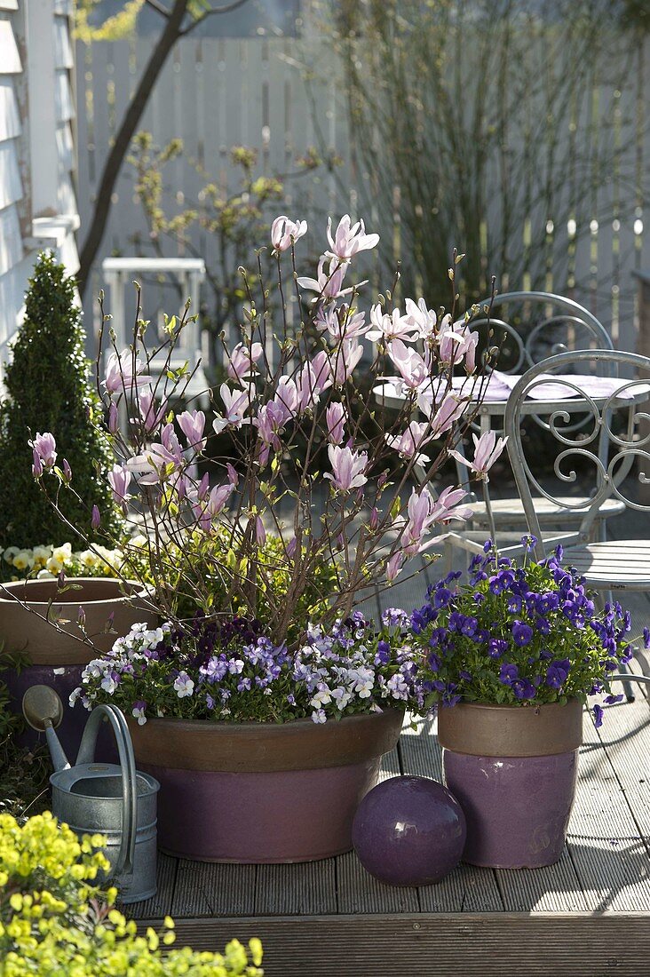 Magnolia 'George Henry Kern' (Magnolie), Viola cornuta (Hornveilchen)