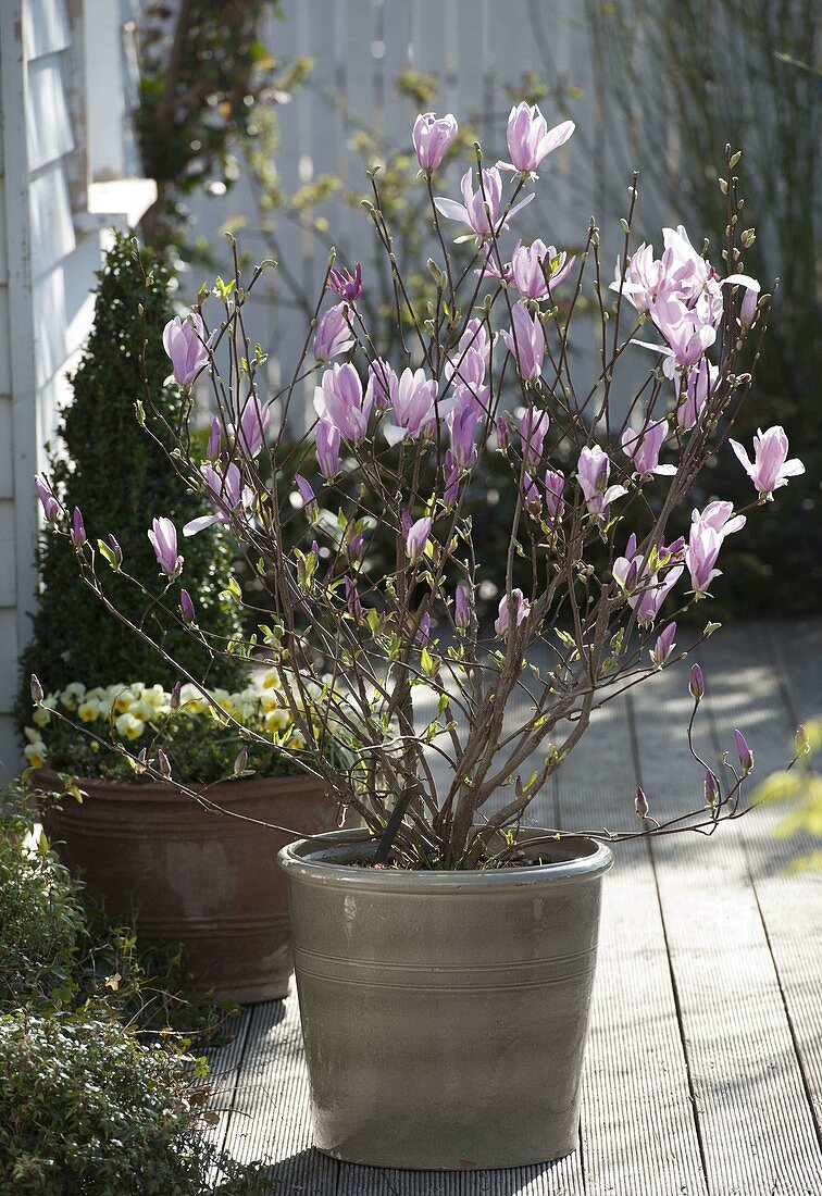 Magnolia 'George Henry Kern' (Magnolie)