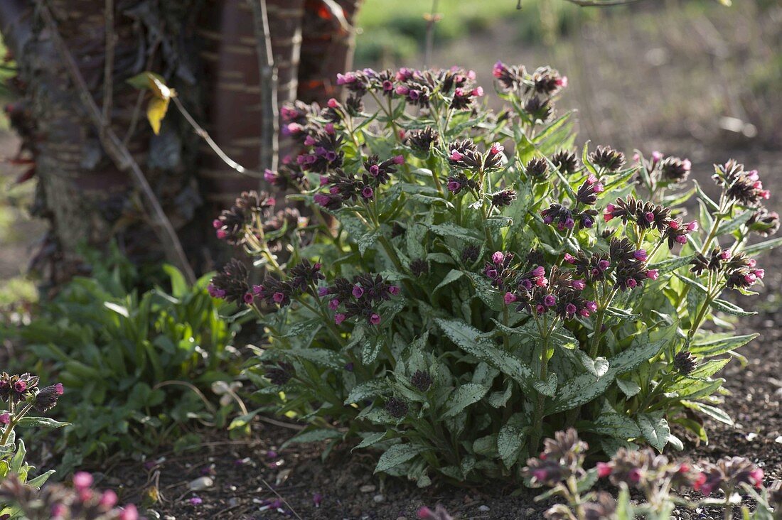 Pulmonaria 'Silver Bouquet' (Lungwort)