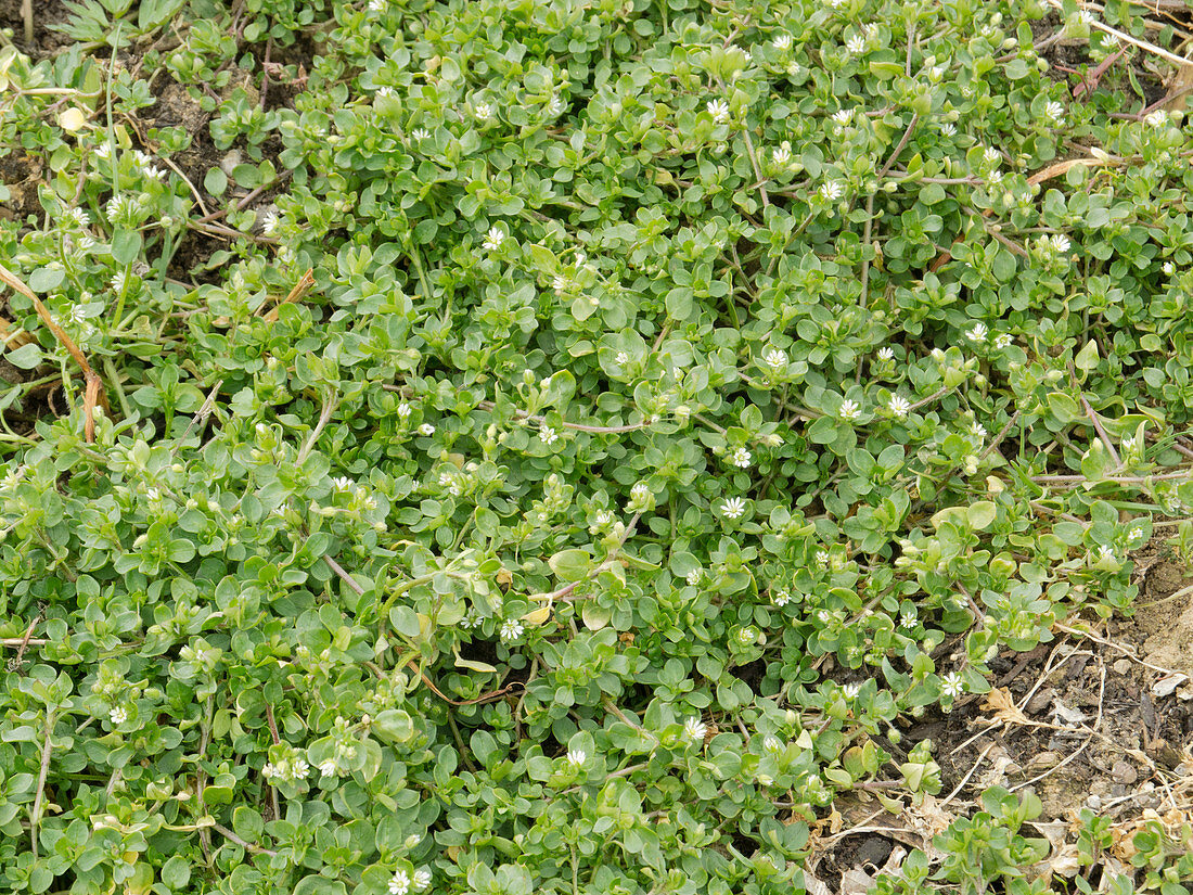 Stellaria media (Chickweed)