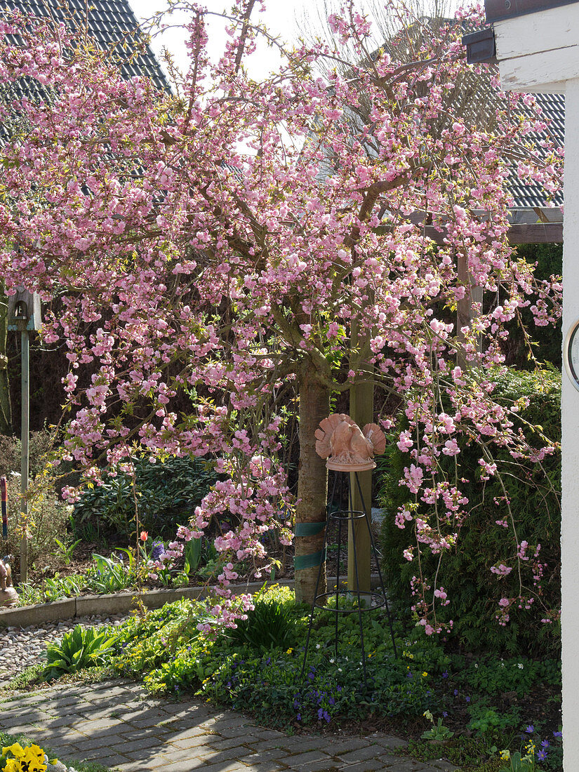 Prunus serrulata 'Kiku-Shidare-Zakura' (Hanging clove cherry)