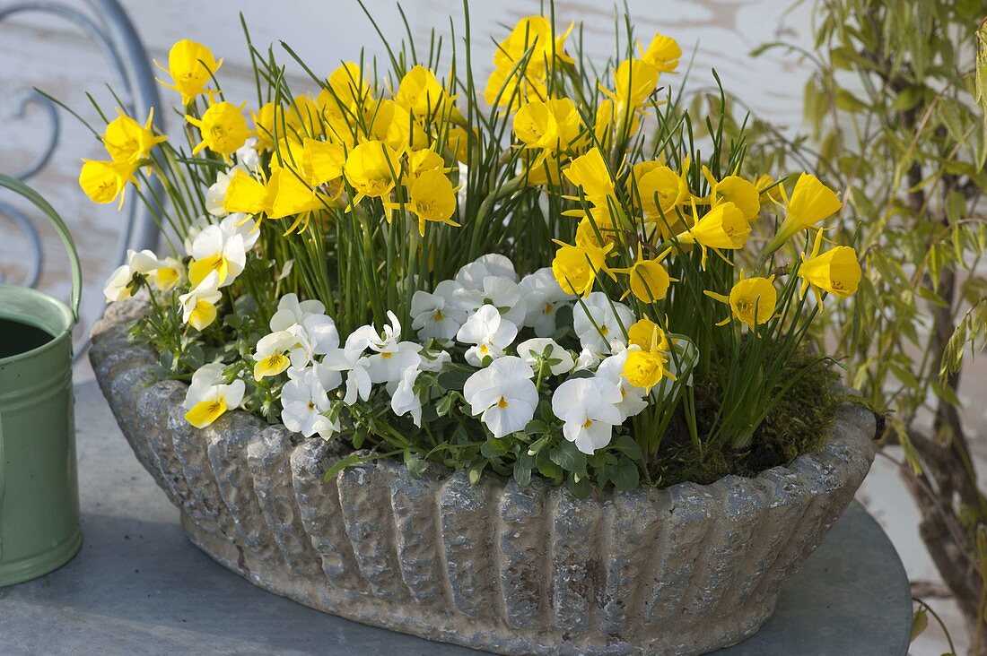 Narcissus bulbocodium 'Golden Bells' (Hoop skirt narcissus, wild narcissus)