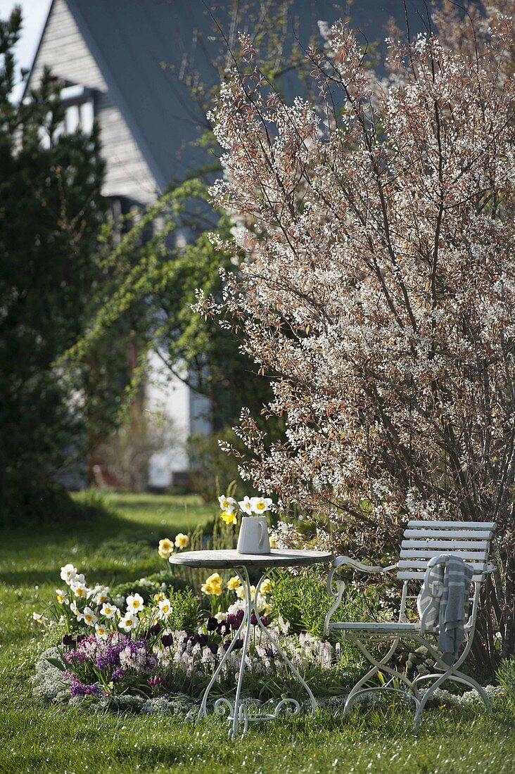 Table and chair at spring bed with Amelanchier (rock pear), Tiarella