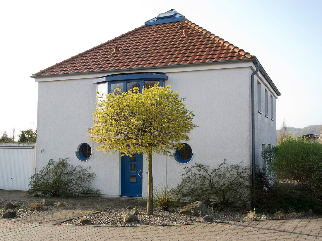 Hauseingang mit blühendem Acer platanoides 'Globosum' (Kugelahorn)