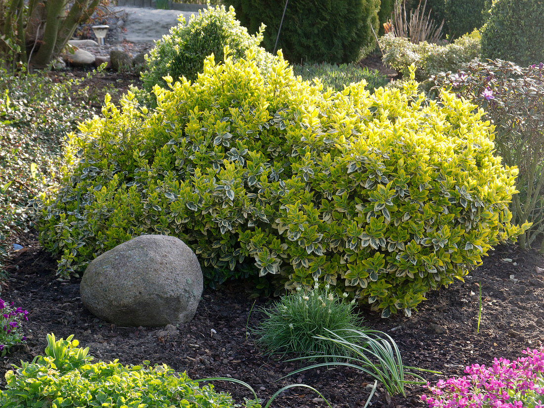 Euonymus fortunei 'Emerald' n Gold '(Kriechspindelstrauch)