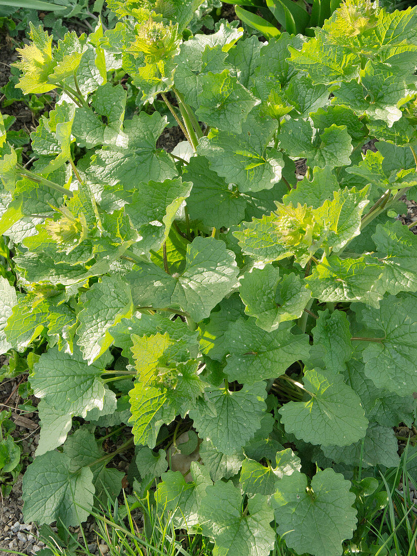 Garlic okra (Alliaria petiolata)