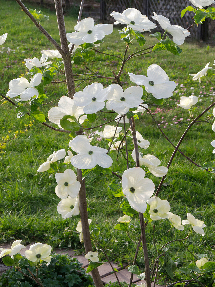 Cornus nuttallii (Nutall's flowering dogwood)