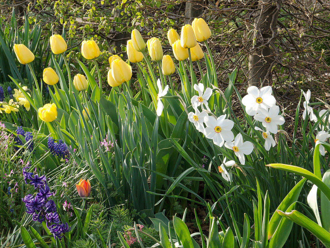 Spring bed with Tulipa (tulips), Narcissus poeticus (poet's daffodils)