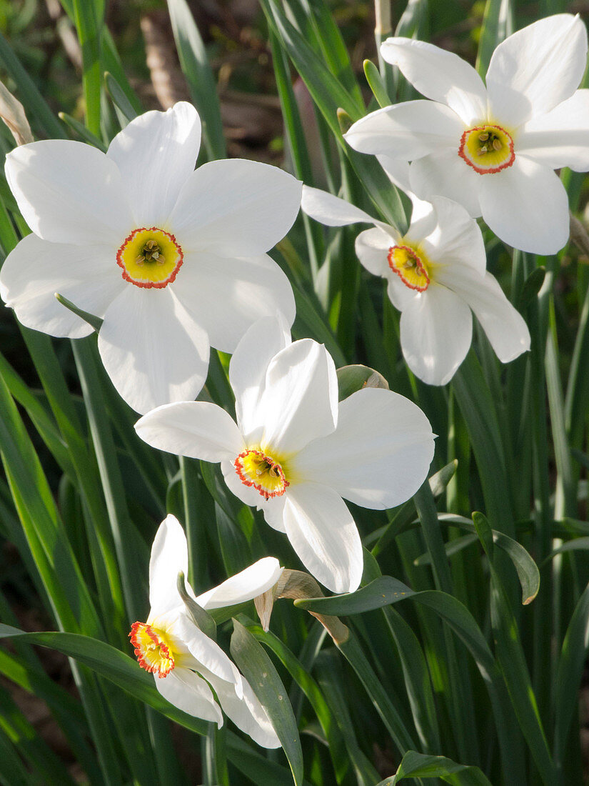 Narcissus poeticus (Poet's narcissus)