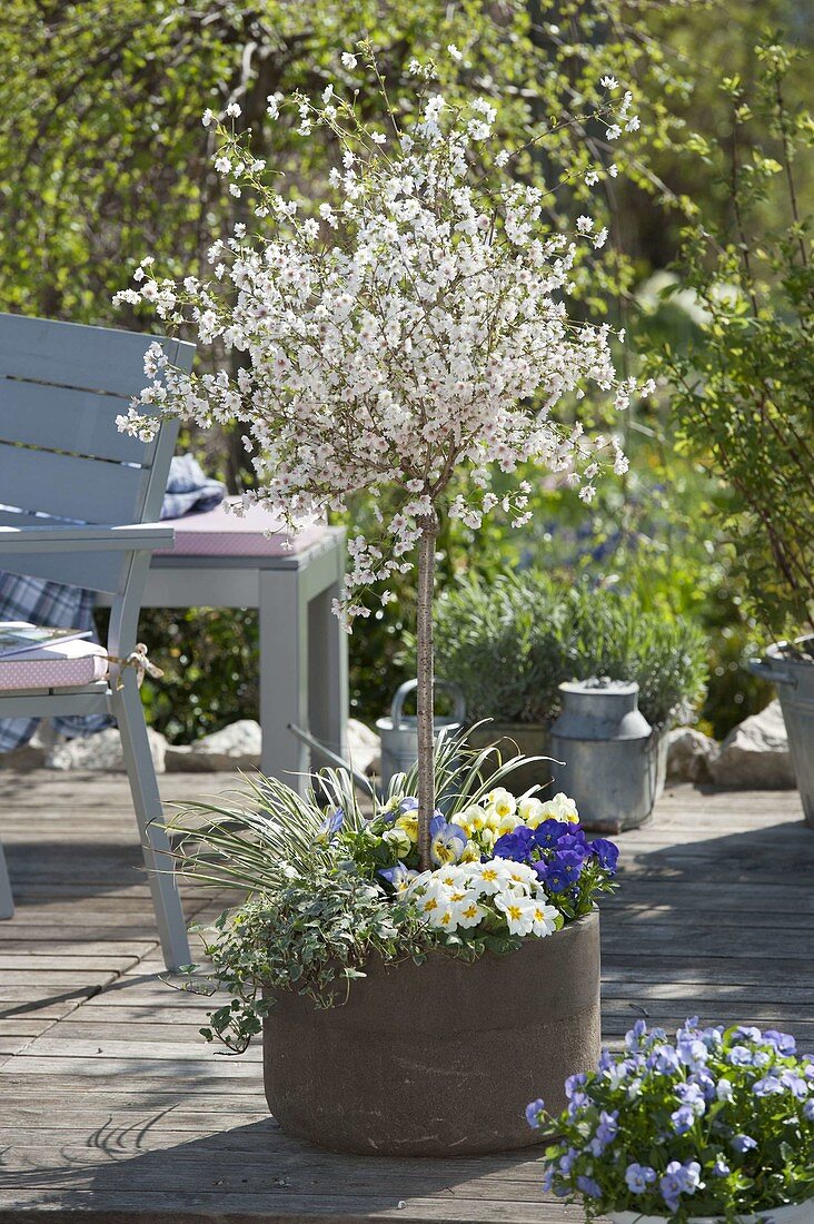 Prunus incisa 'Feburary Pink' stems, underplanted