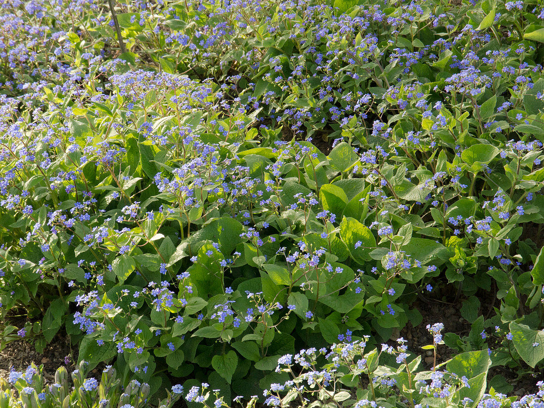 Brunnera macrophylla (Caucasus forget-me-not)