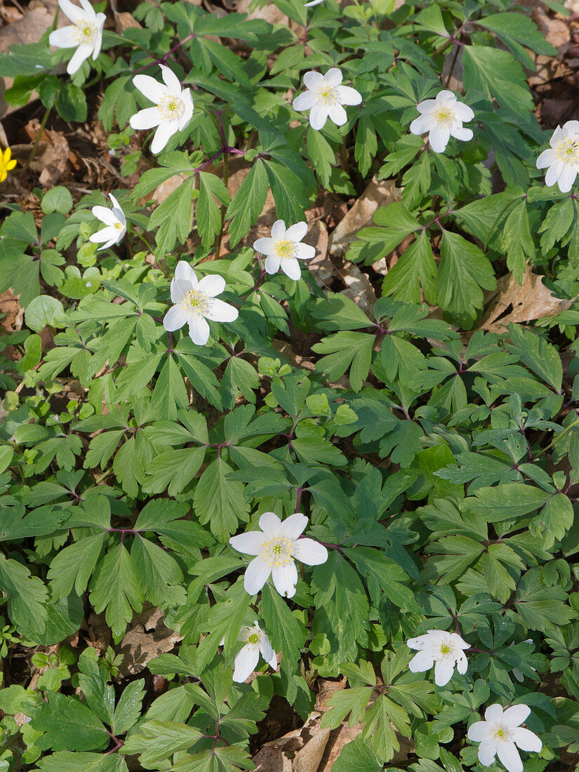 Anemone nemorosa (Buschwindröschen)