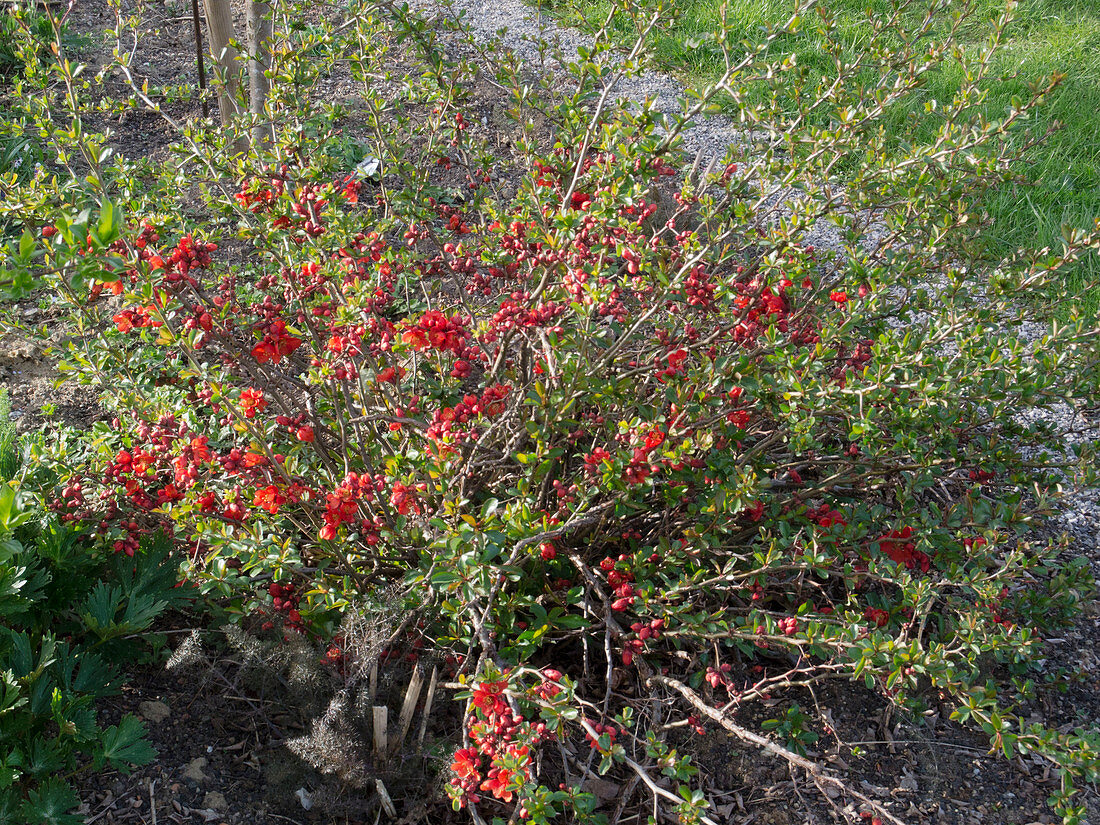 Chaenomeles japonica (Japanese quince, ornamental quince)