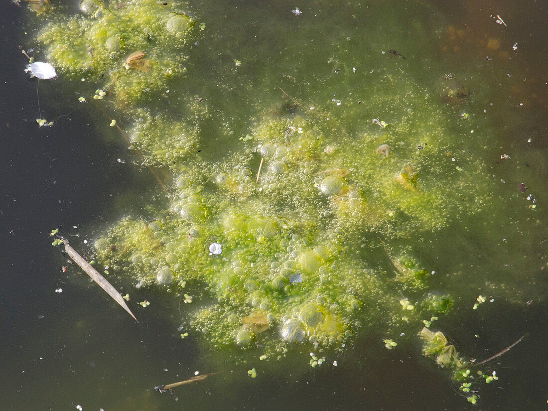 Filamentous algae (Spirogyra) are green algae