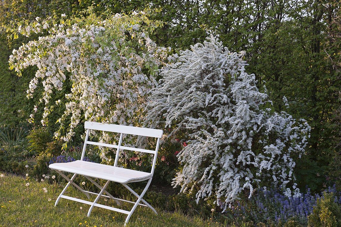 White bench in front of Spiraea arguta, Malus 'Red Jade'