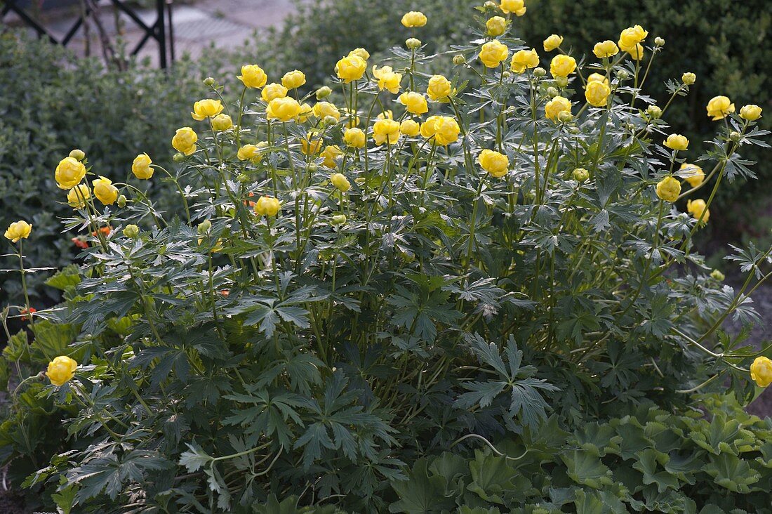 Trollius europaeus (Troll flower)