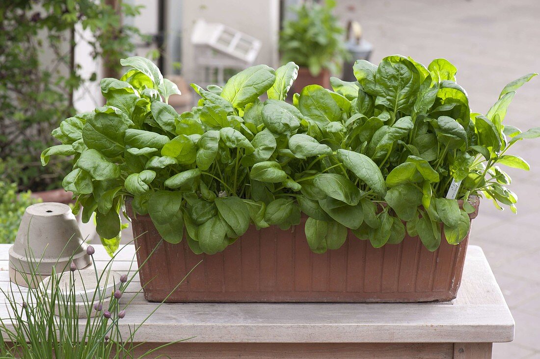 Spinach 'Emilia f1' (Spinacia oleracea) in terracotta containers