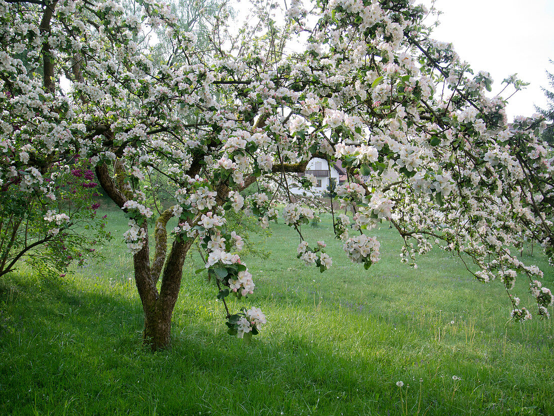 Flowering apple tree (Malus) in a meadow