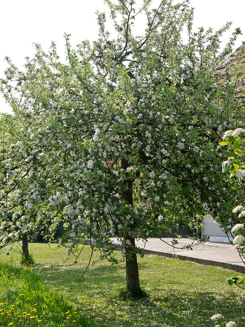 Blühender Apfelbaum (Malus) auf Wiese