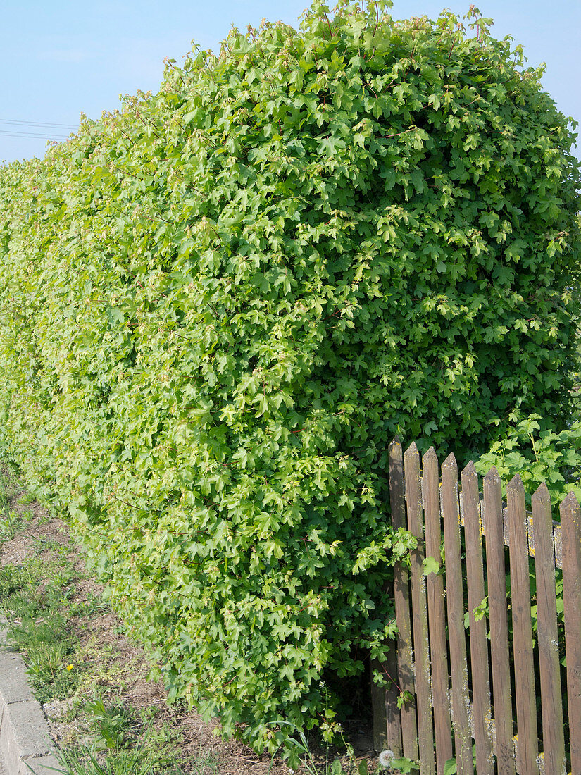Acer campestre (Feldahorn) als geschnittene Hecke, Zaun