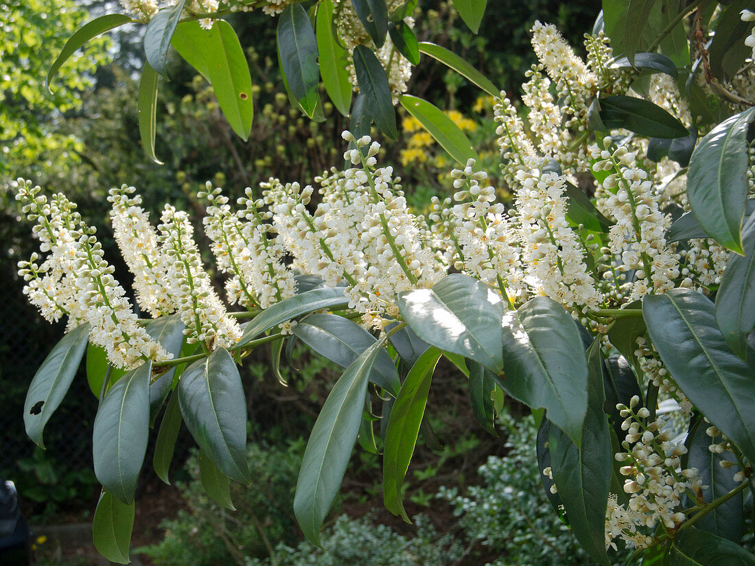 Prunus laurocerasus 'Herbergii' (cherry laurel)
