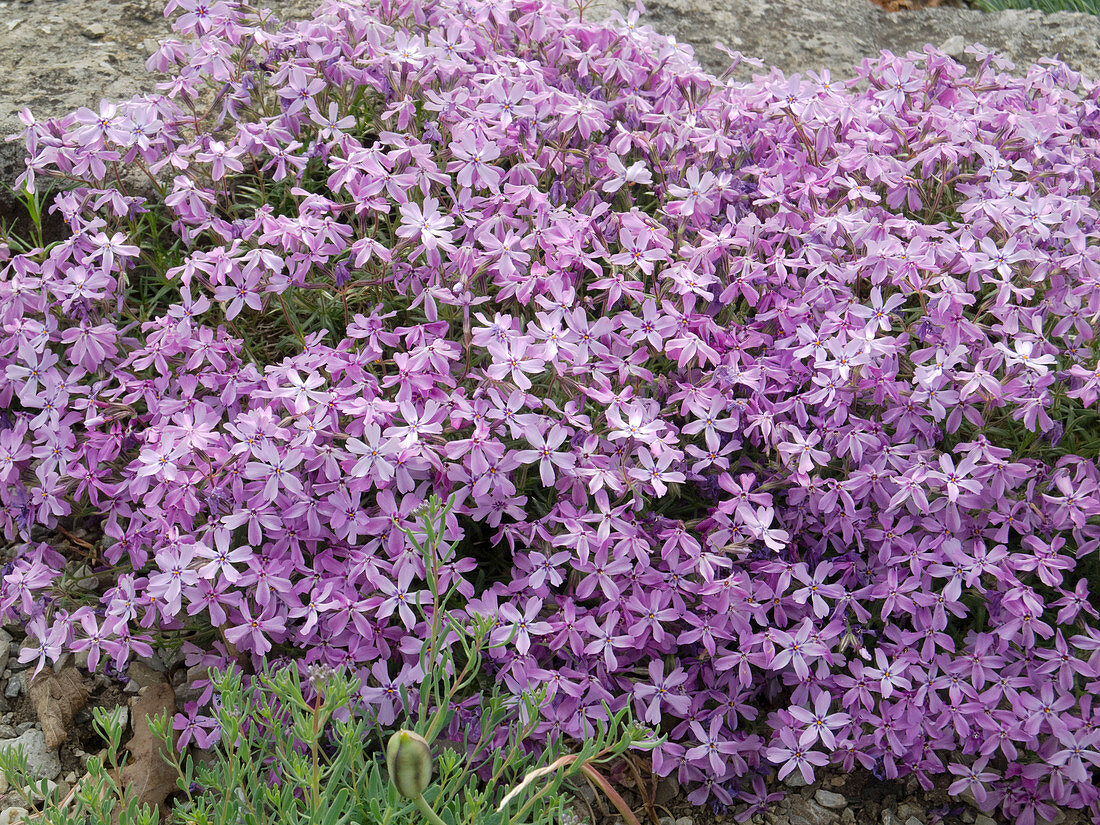 Phlox subulata 'Iking Sport' (Cushion phlox)