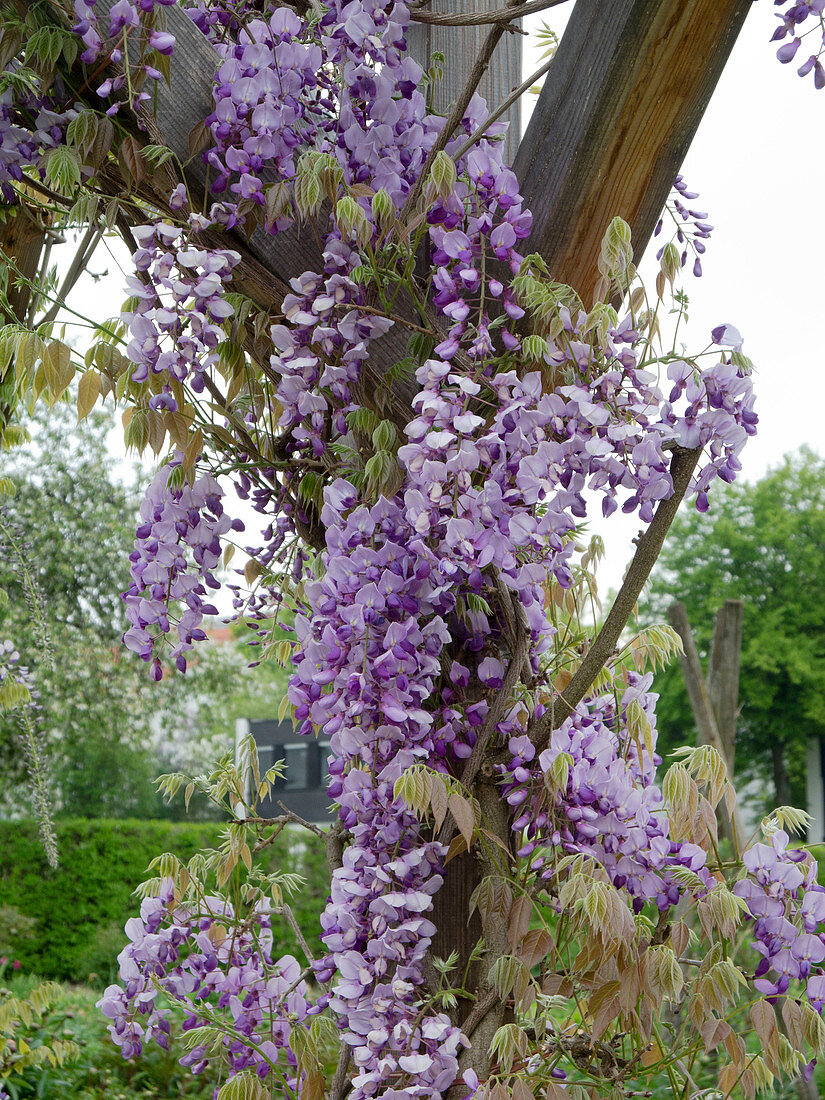 Wisteria sinensis 'Caroline' (Chinese Blue Vine)