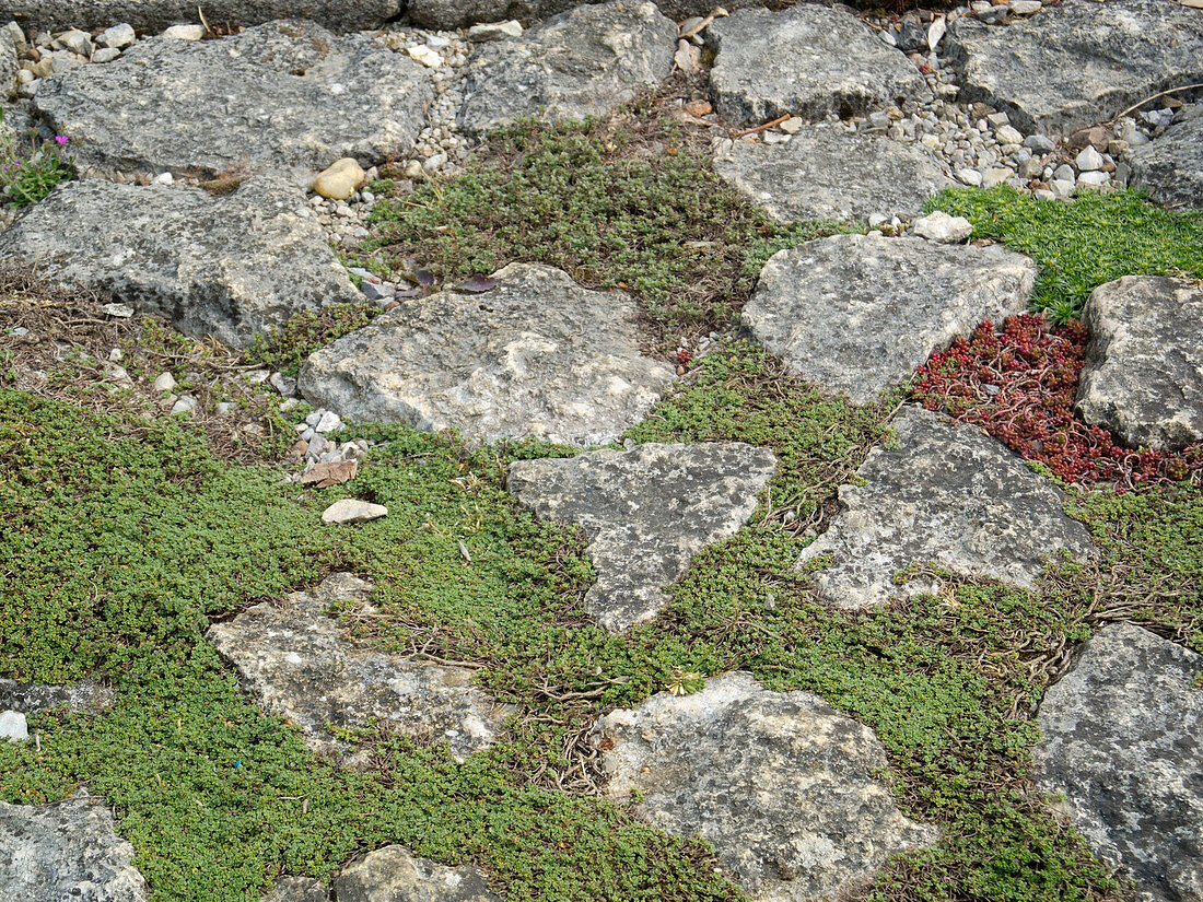 Path made of natural stones with thyme (Thymus) planted in between