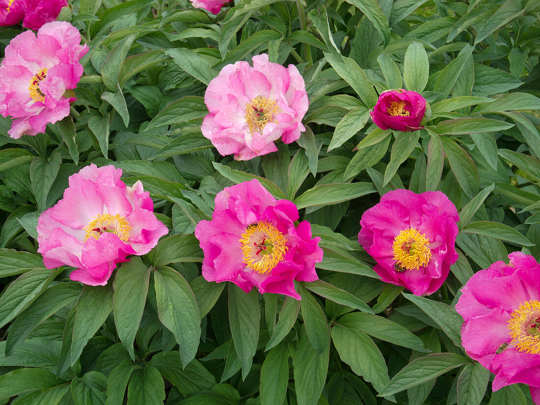 Paeonia 'Annabell' (splendid peony)