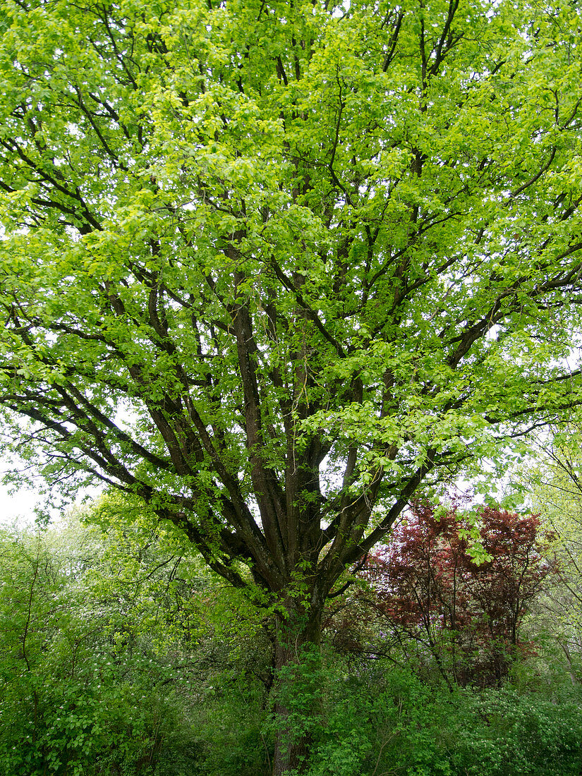 Quercus robur (English oak) freshly sprouted in spring