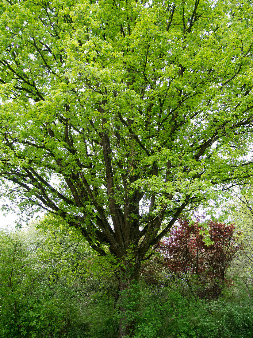 Quercus robur (Stieleiche) frisch ausgetrieben im Frühjahr