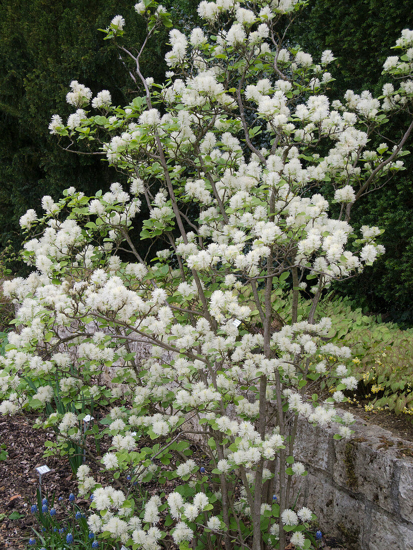 Fothergilla major (Tall featherbush shrub)