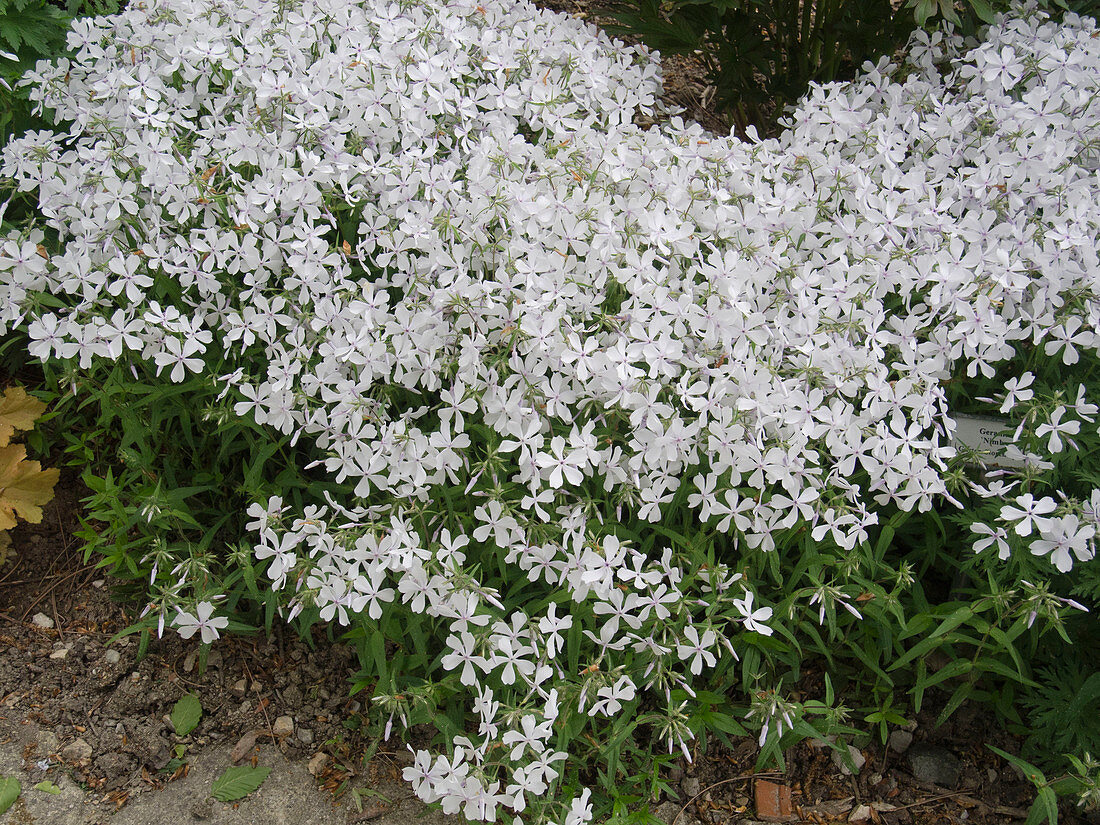 Phlox divaricata 'White Perfume' (Forest phlox)