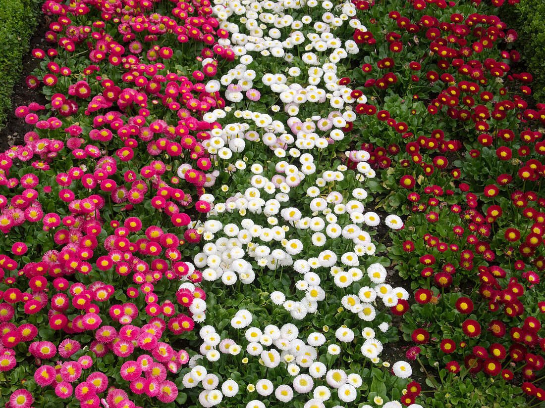 Flower border with Bellis (Tausendschön) in pink, white and red
