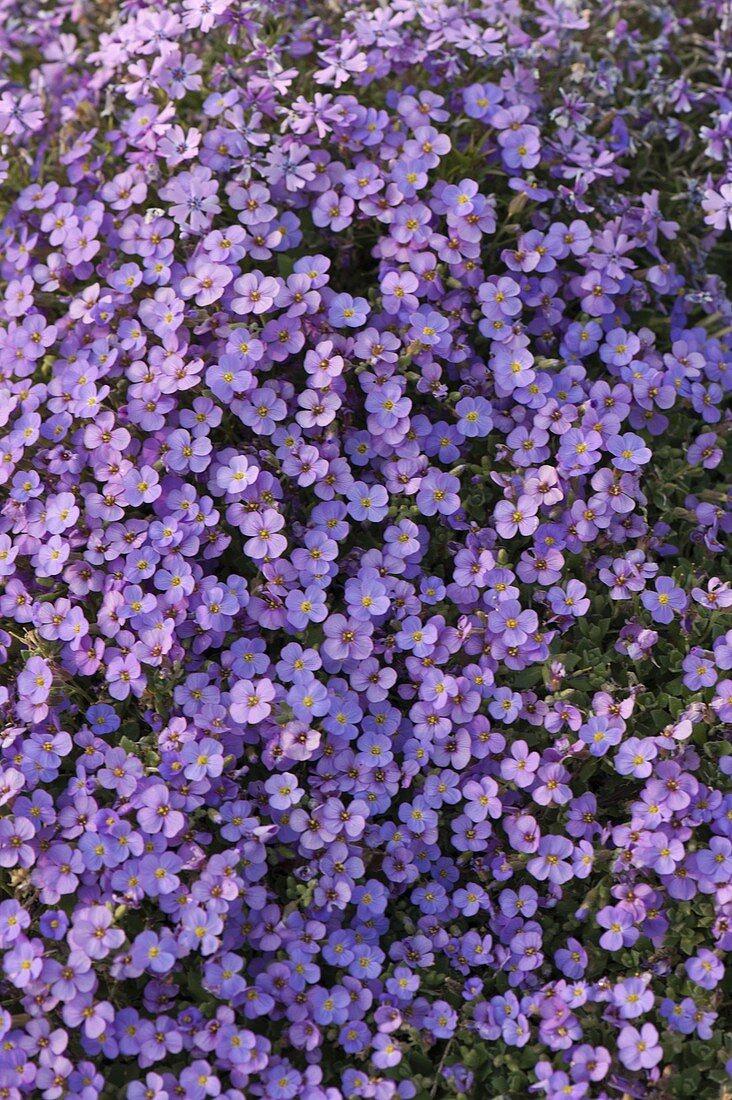 Aubrieta (Blue cushion)