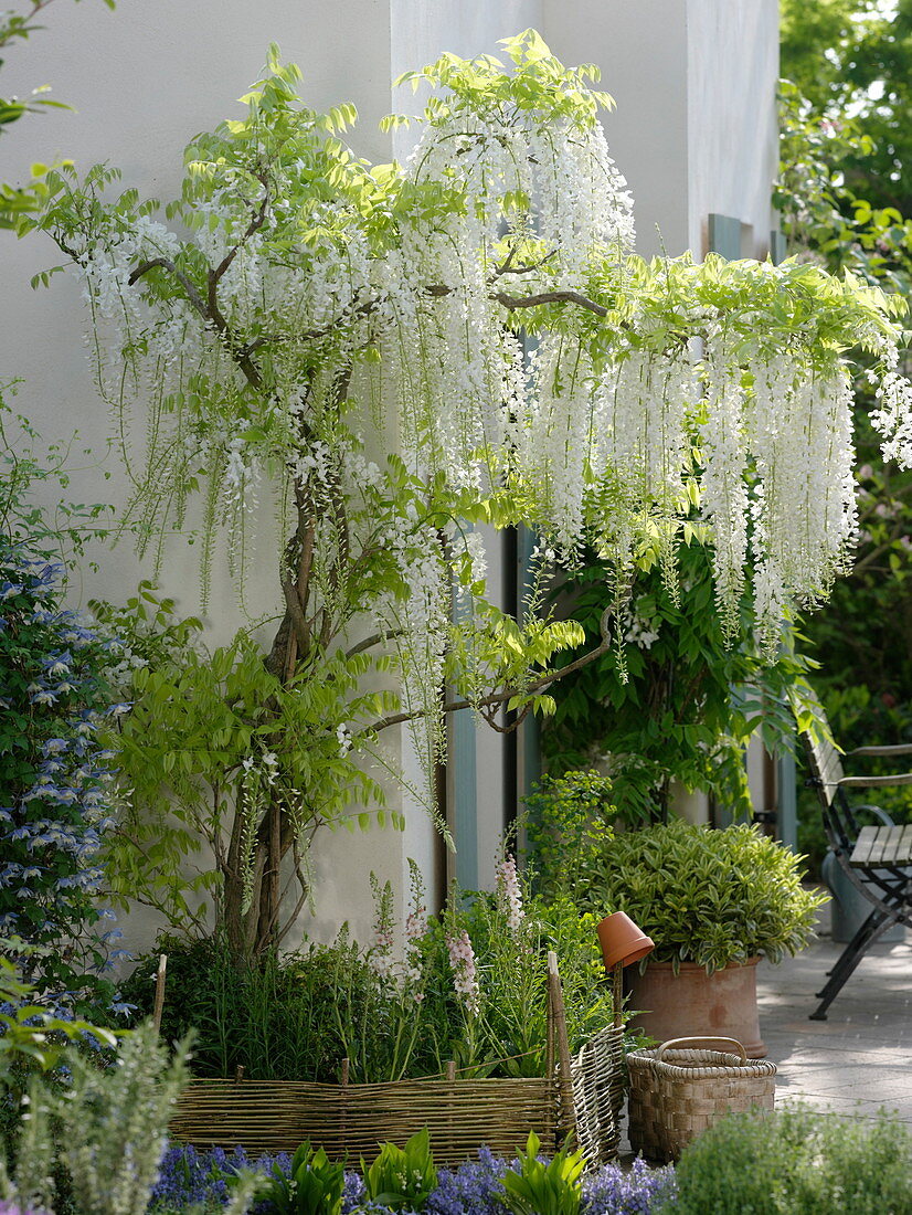 Wisteria floribunda Longissima 'Alba' (White Blue Rain), Clematis alpina