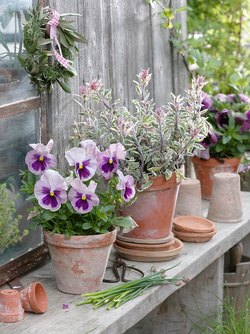 Variegated sage 'Tricolor', Viola wittrockiana Ultima 'Pink Shades'