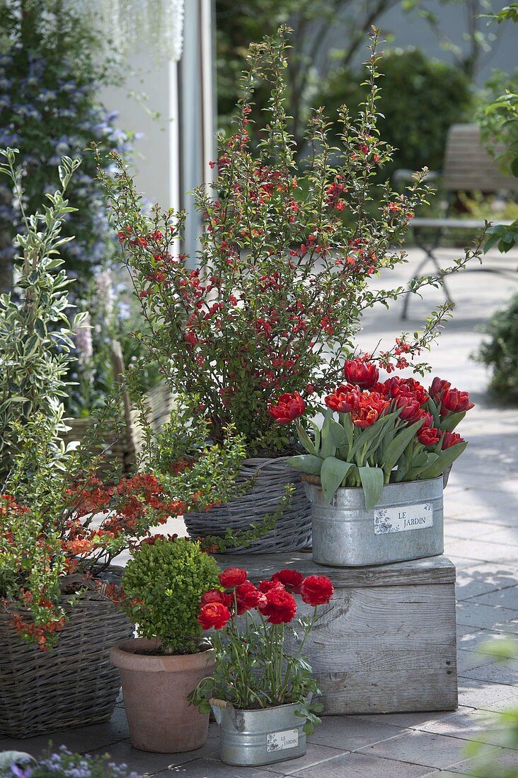 Chaenomeles 'Friesdorfer Typ 205' (ornamental quince), Tulipa 'Red Princess'